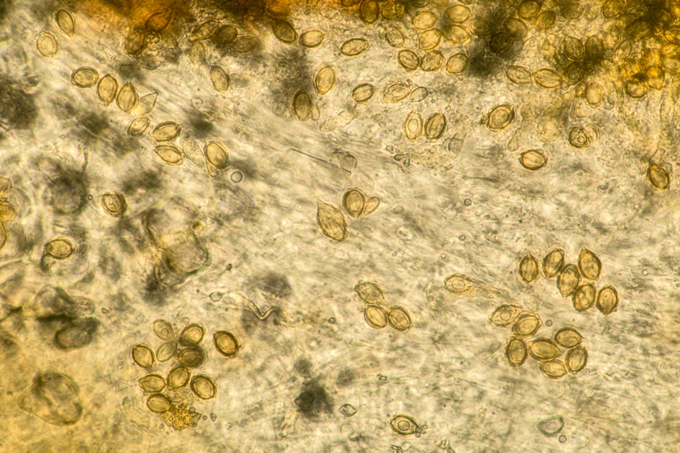 Gautieria morchelliformis image