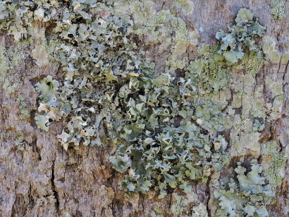 Parmotrema subrigidum image