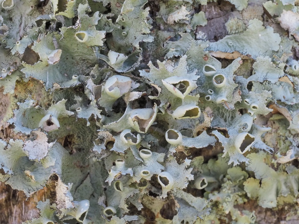 Parmotrema subrigidum image