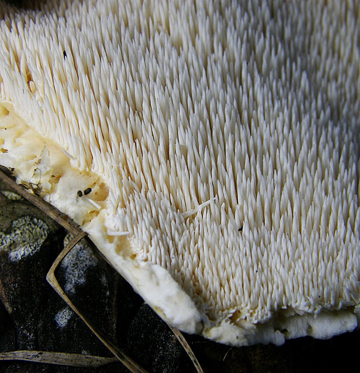 Hydnum vagabundum image