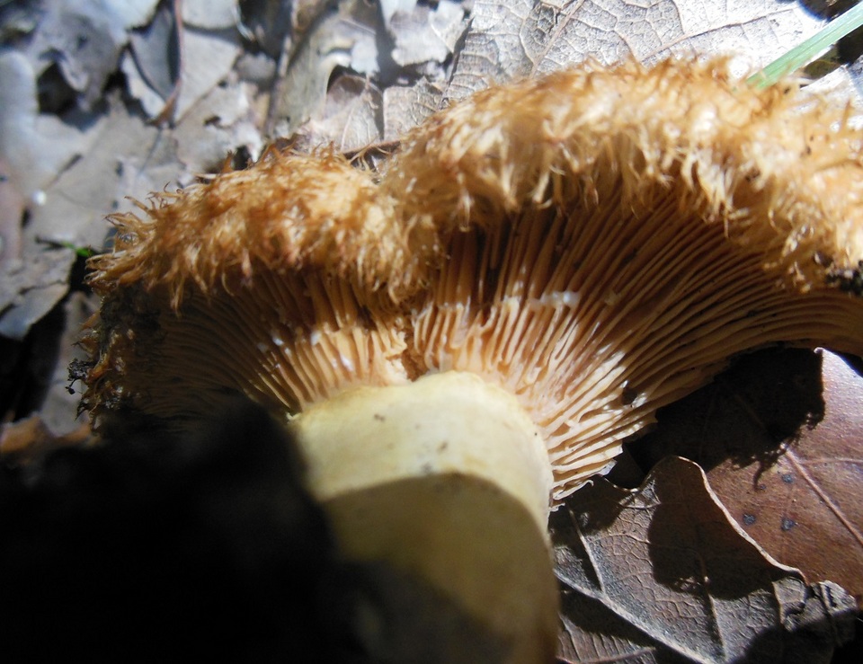 Lactarius mairei image