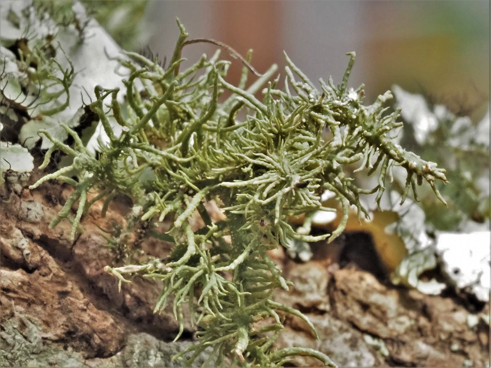 Usnea dasaea image