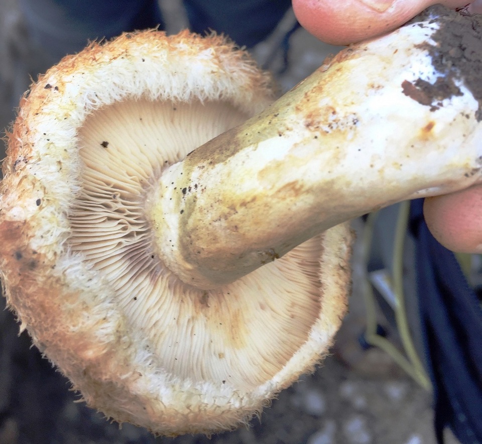 Lactarius mairei image