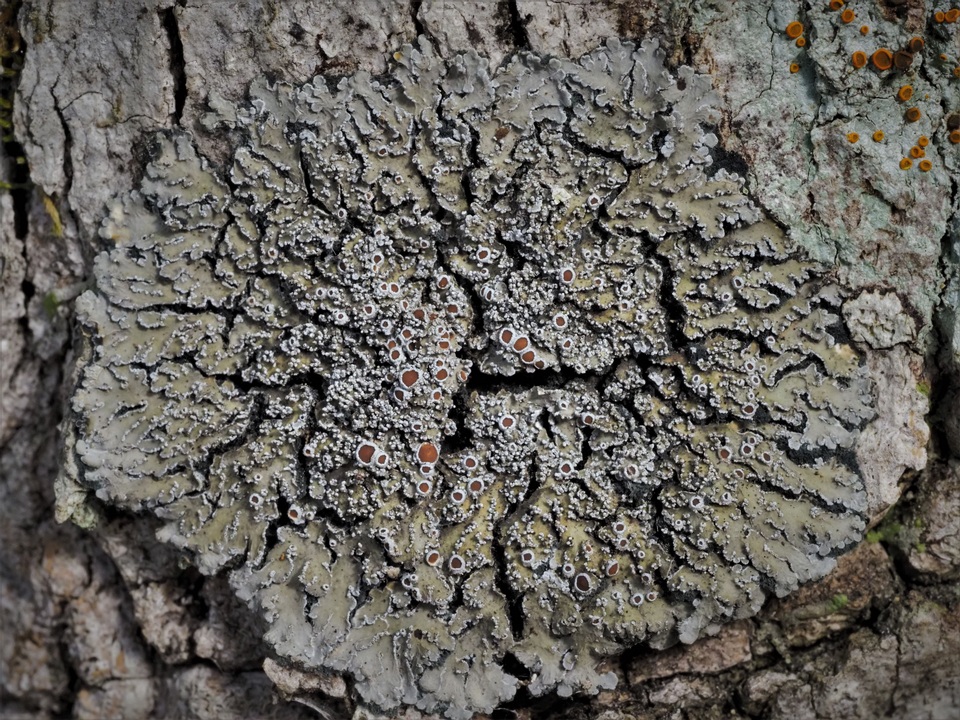 Pannaria elatior image