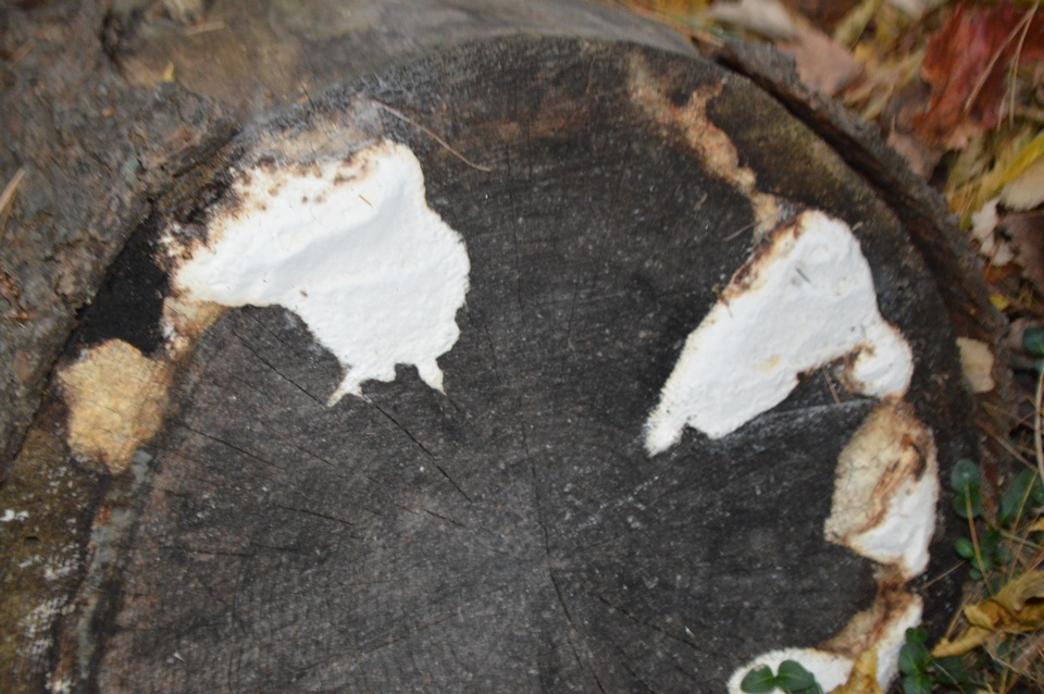 Neoantrodia serrata image