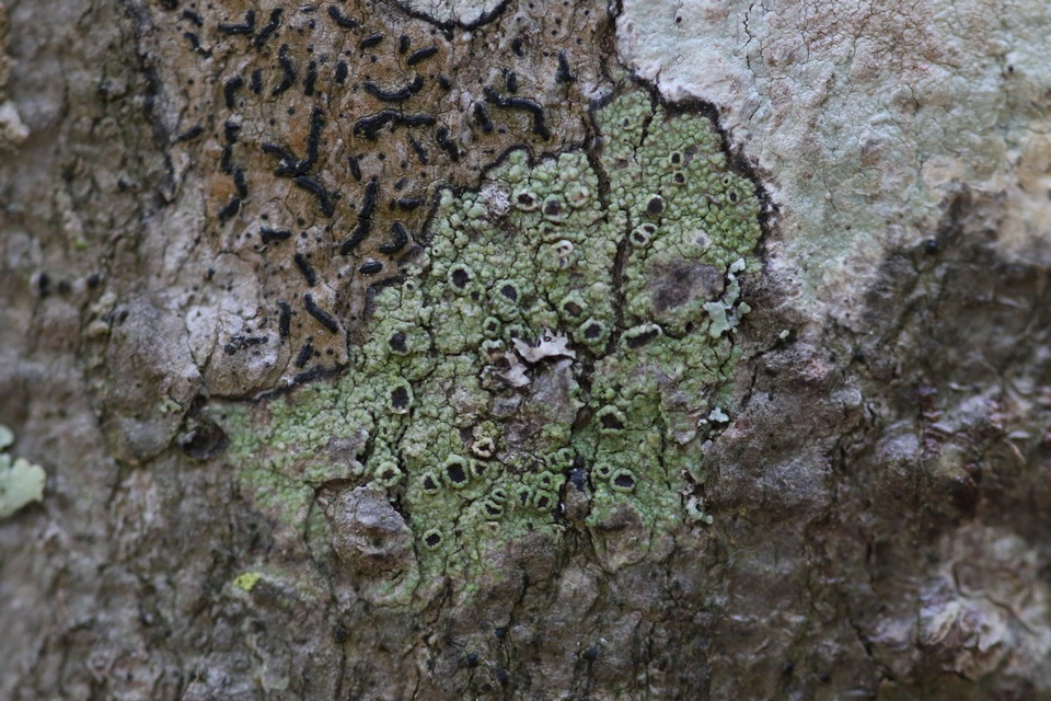 Maronea polyphaea image