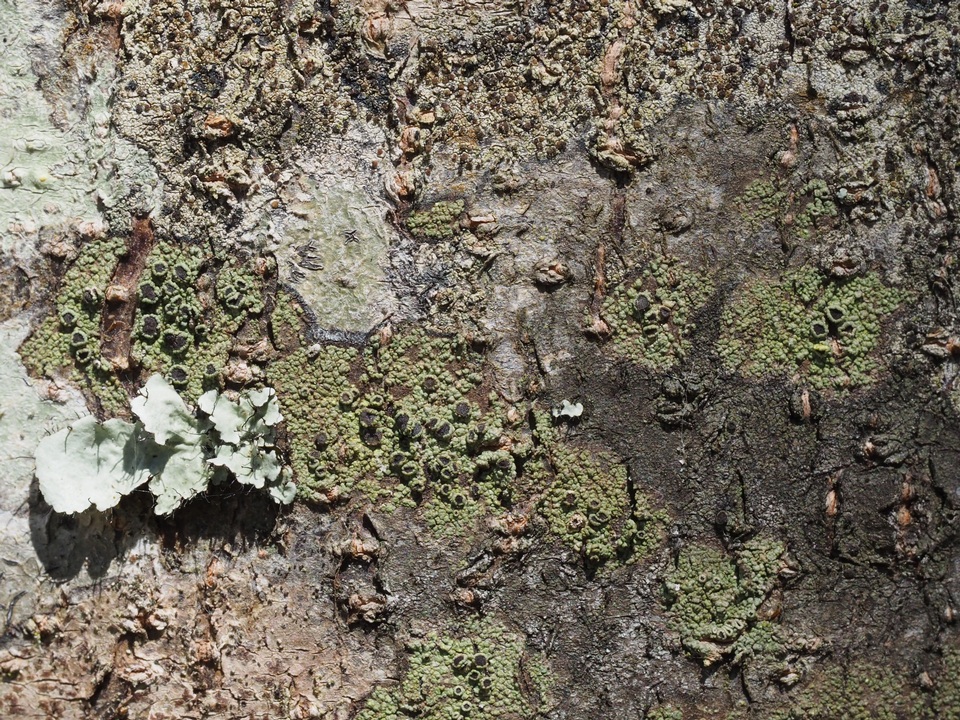 Maronea polyphaea image