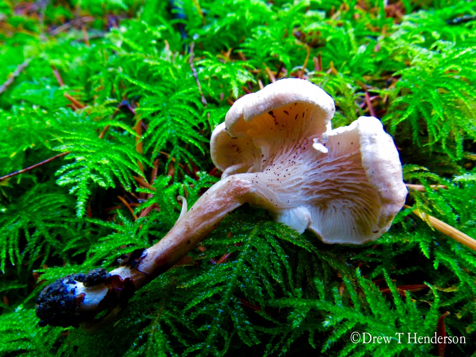 Aphroditeola olida image