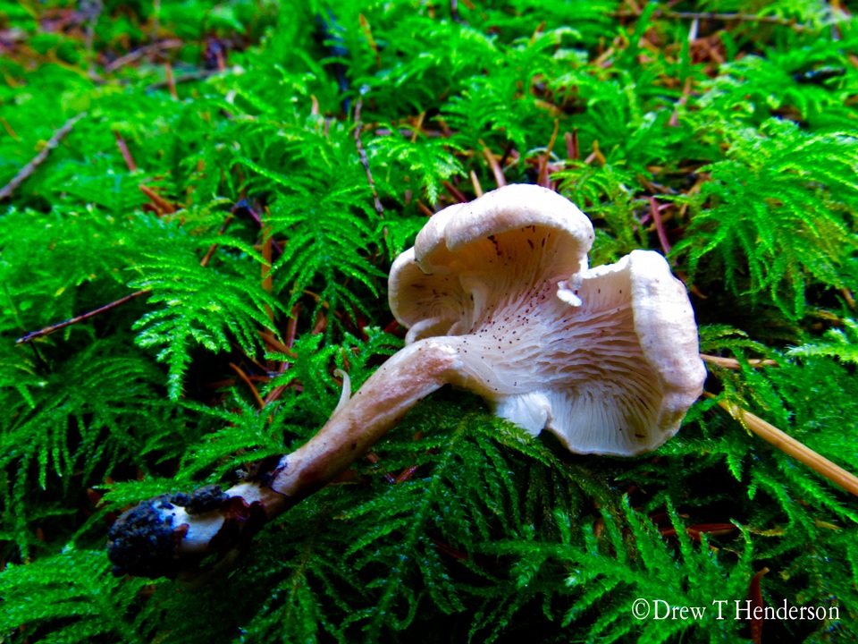 Aphroditeola olida image