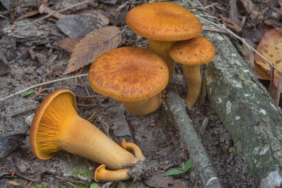 Omphalotus subilludens image