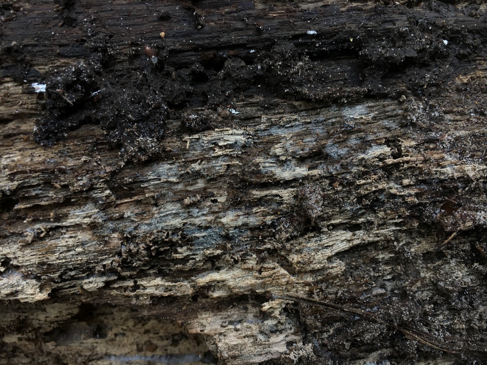 Paullicorticium image