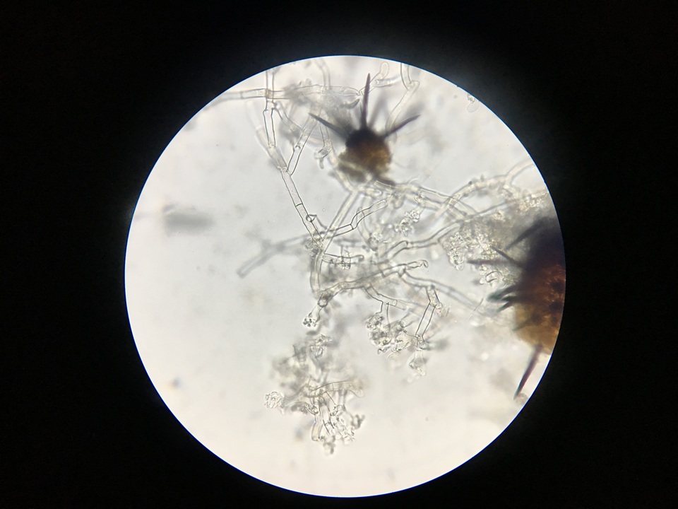 Paullicorticium pearsonii image