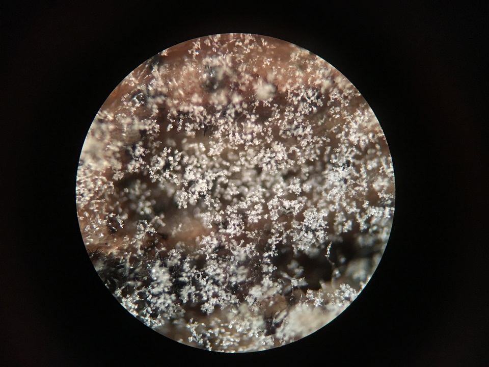 Paullicorticium pearsonii image