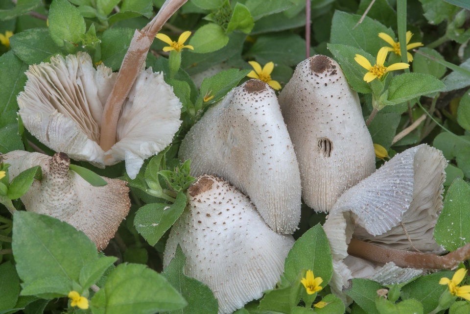 Leucocoprinus lilacinogranulosus image