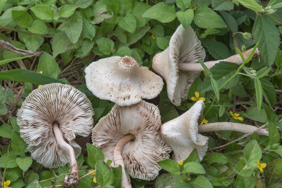 Leucocoprinus lilacinogranulosus image