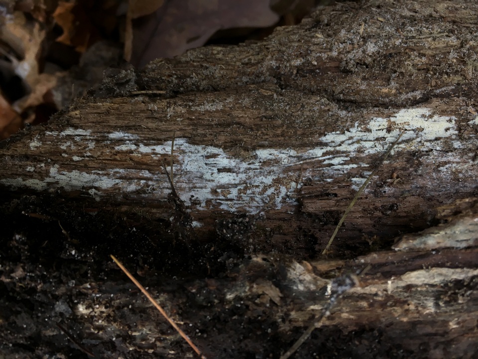 Hyphodontia subspathulata image
