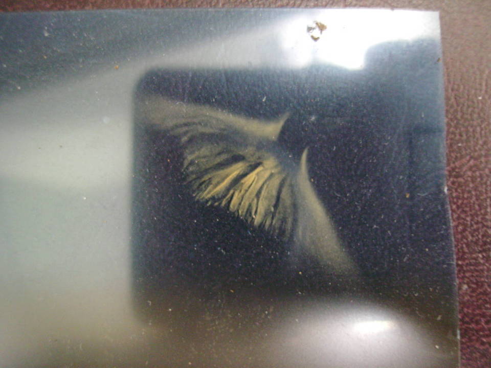 Tubaria tenuis image
