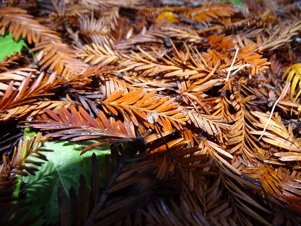 Gymnopus sequoiae image