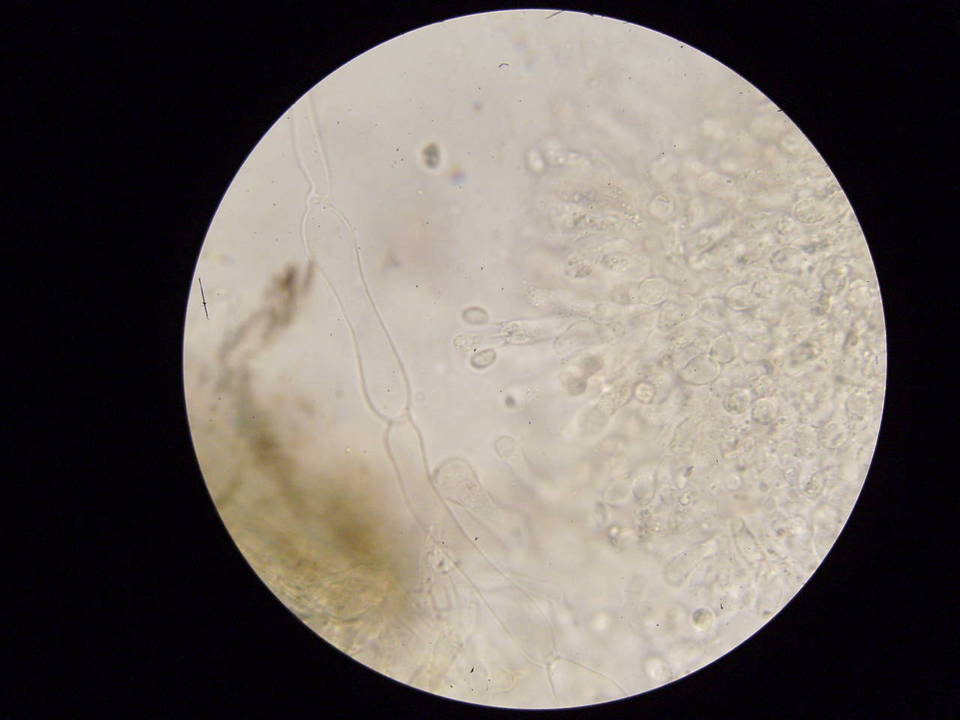 Tubaria tenuis image
