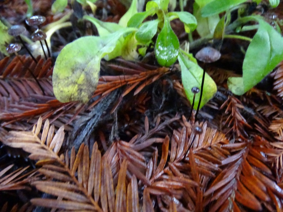Gymnopus sequoiae image