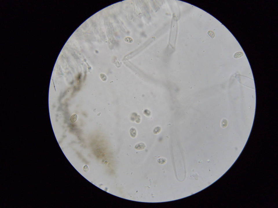Tubaria tenuis image