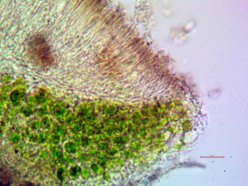 Lecanora coniferarum image
