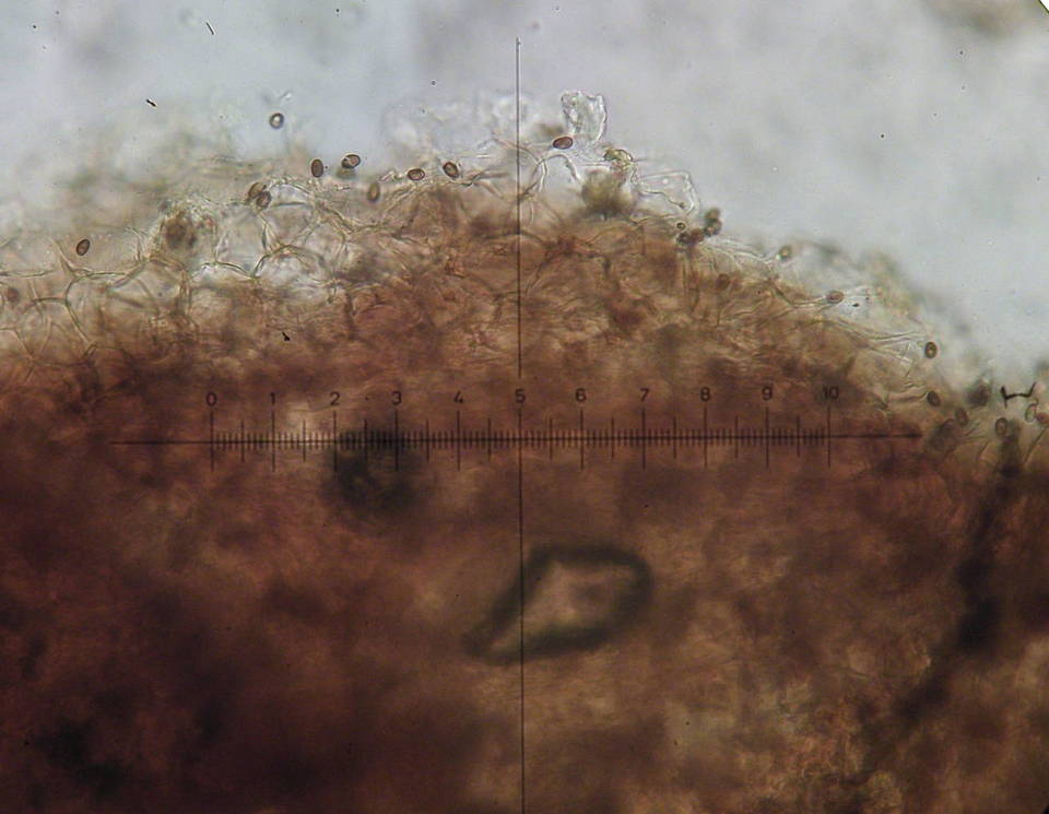 Psathyrella senex image