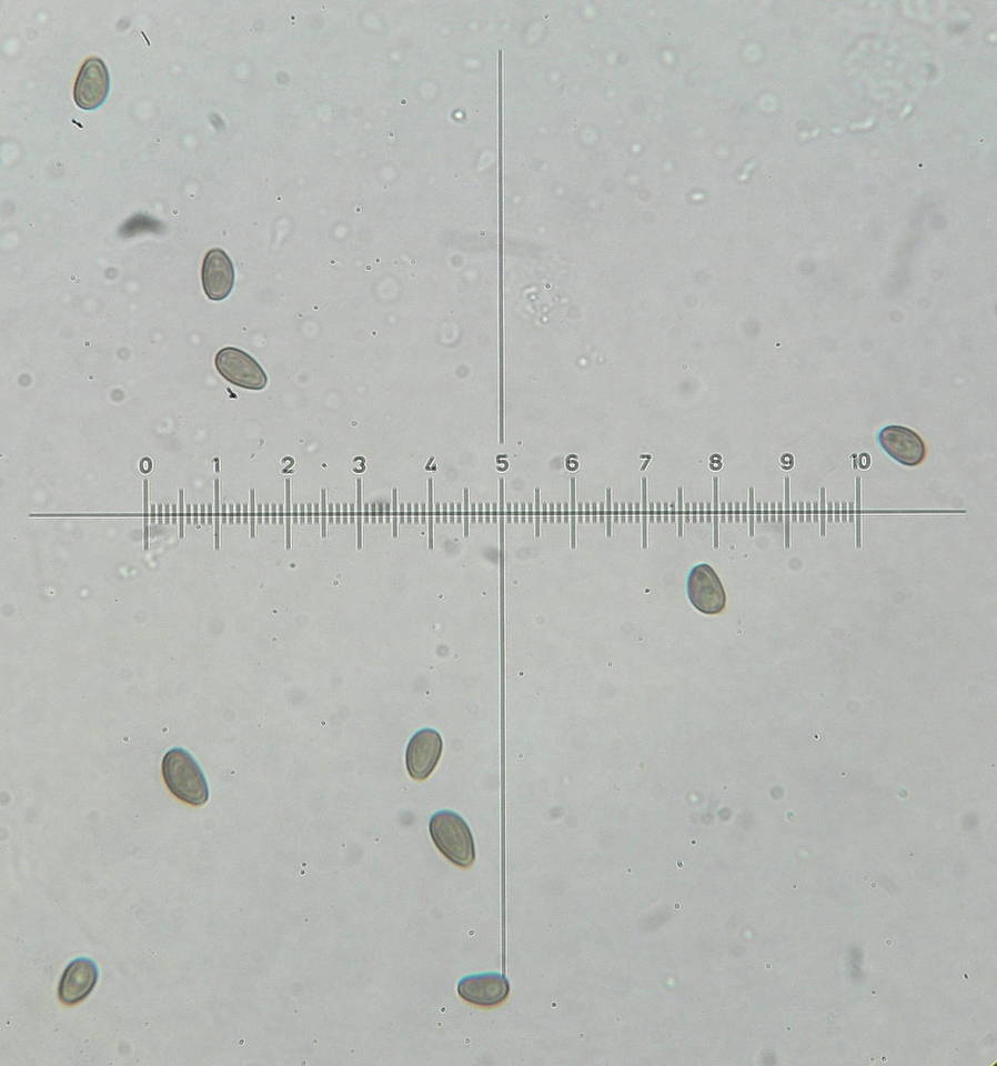 Psathyrella senex image