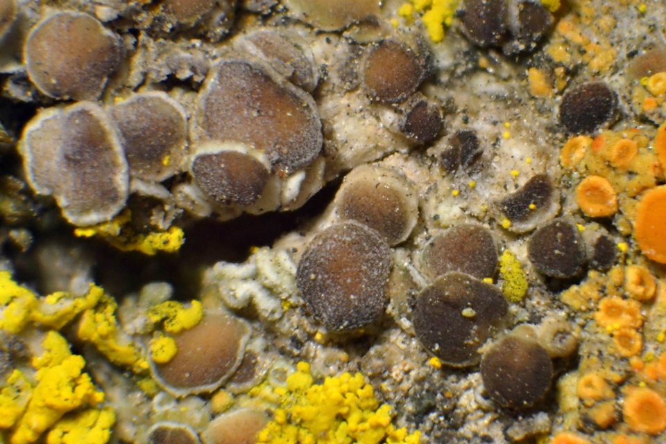 Lecania fuscella image