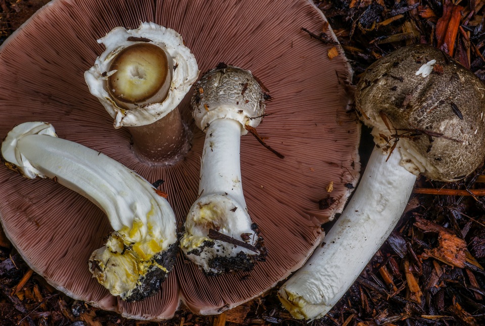 Agaricus buckmacadooi image