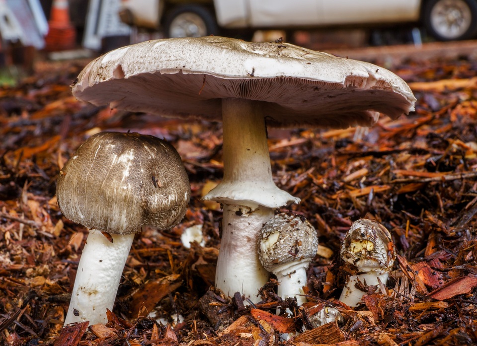 Agaricus buckmacadooi image