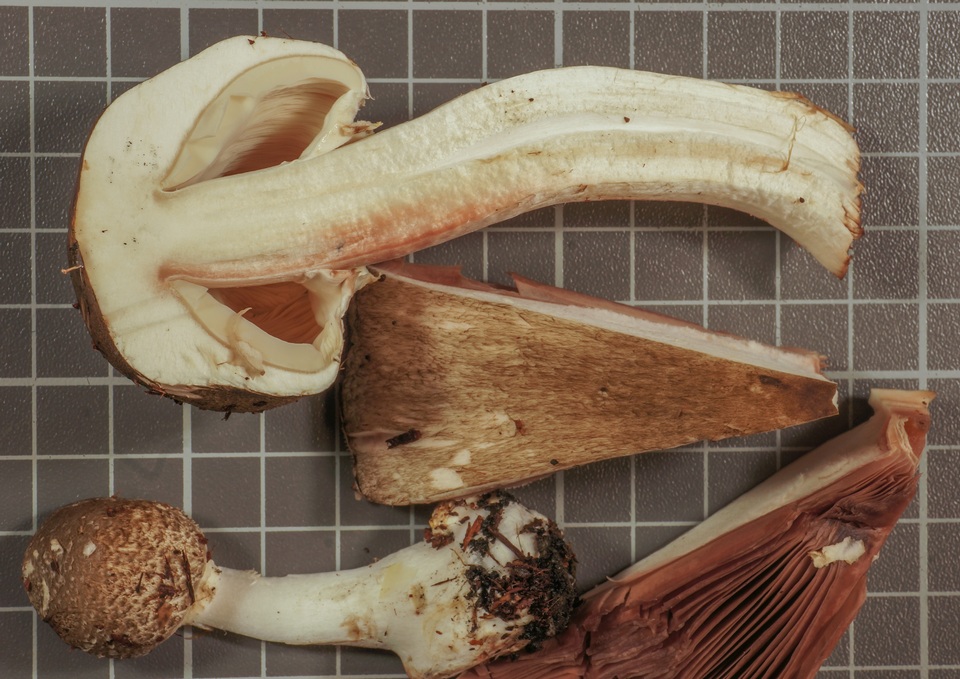 Agaricus buckmacadooi image
