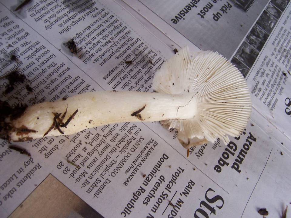 Russula crenulata image