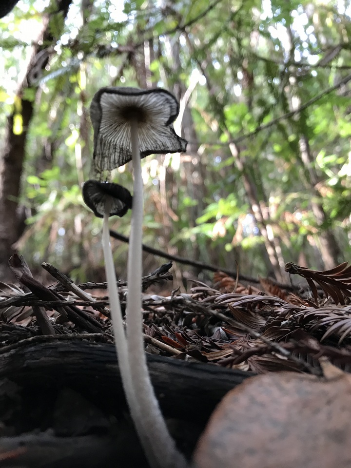 Coprinopsis narcotica image