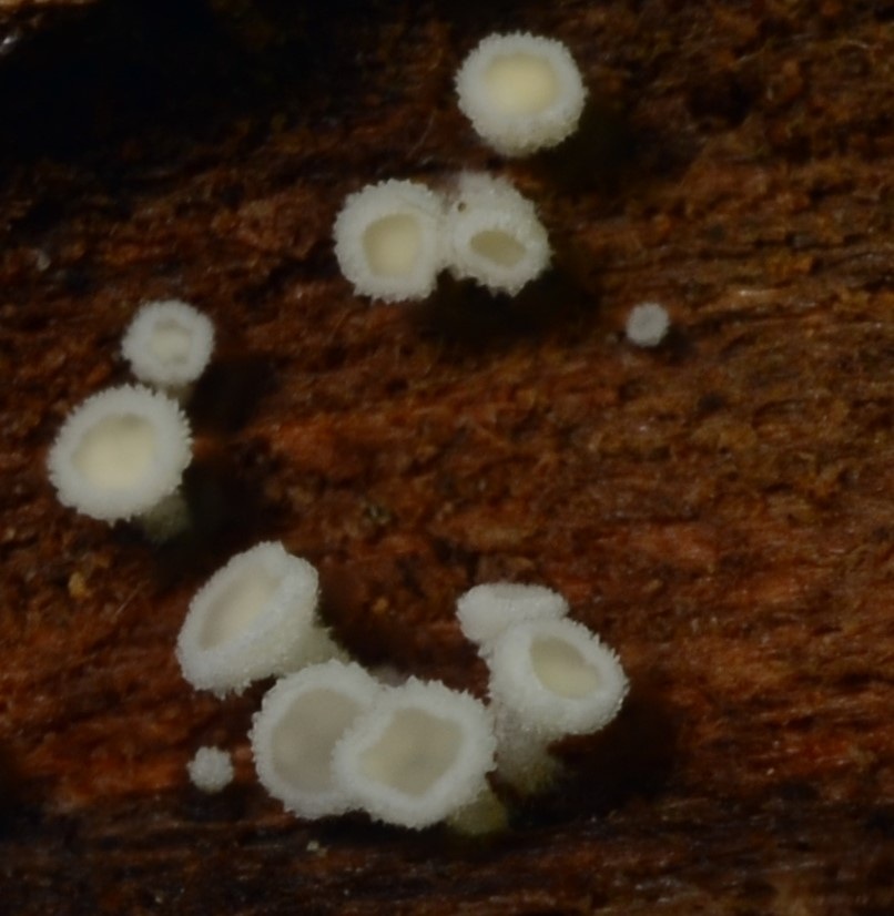 Dasyscyphella nivea image