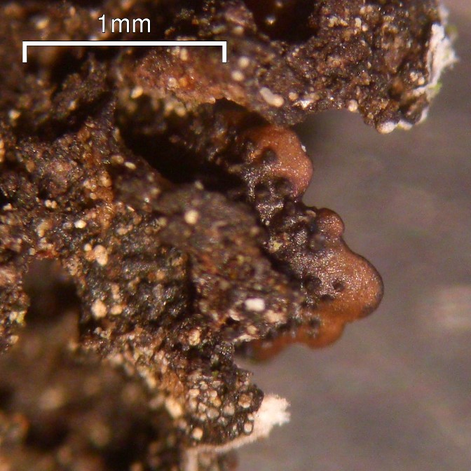 Canoparmelia alabamensis image