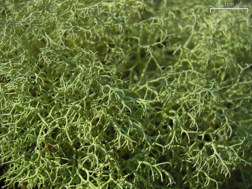 Cladina subtenuis image
