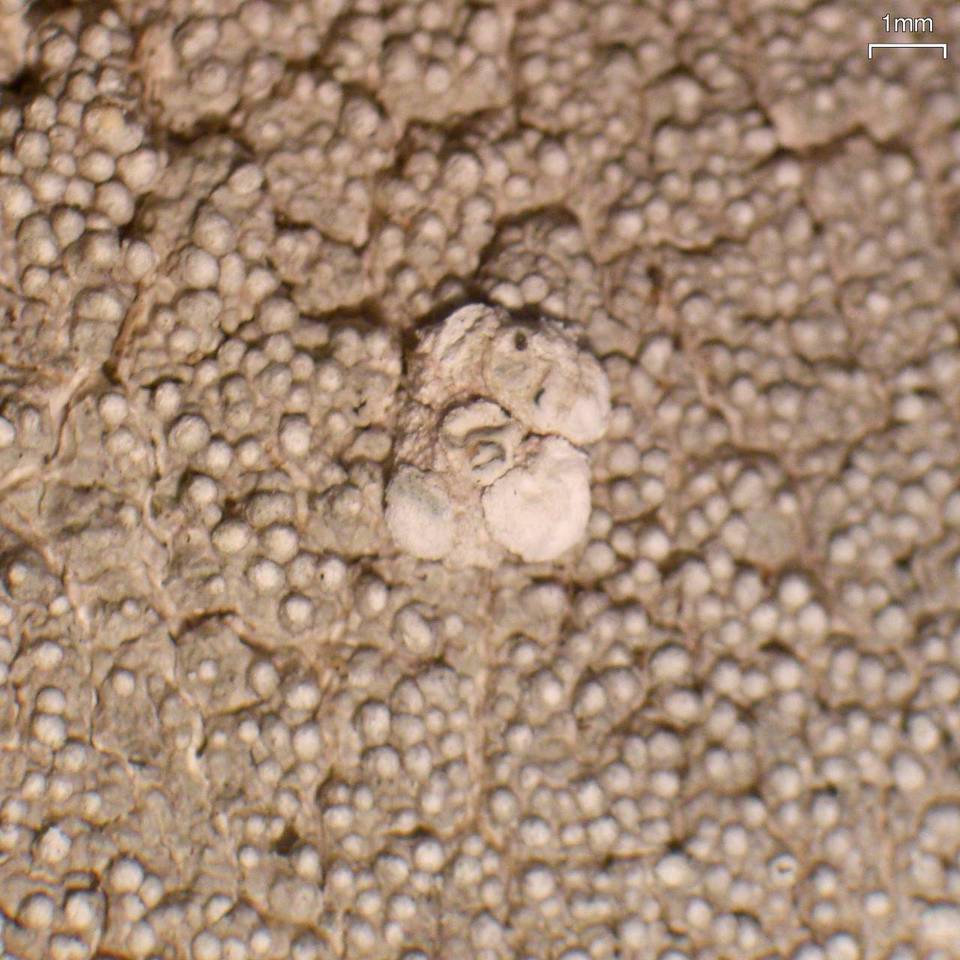 Pertusaria trachythallina image