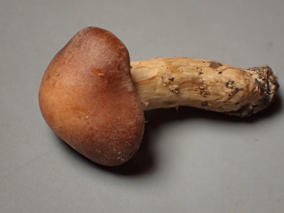 Hebeloma alpinicola image