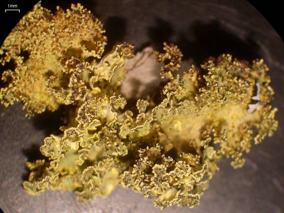 Vulpicida viridis image