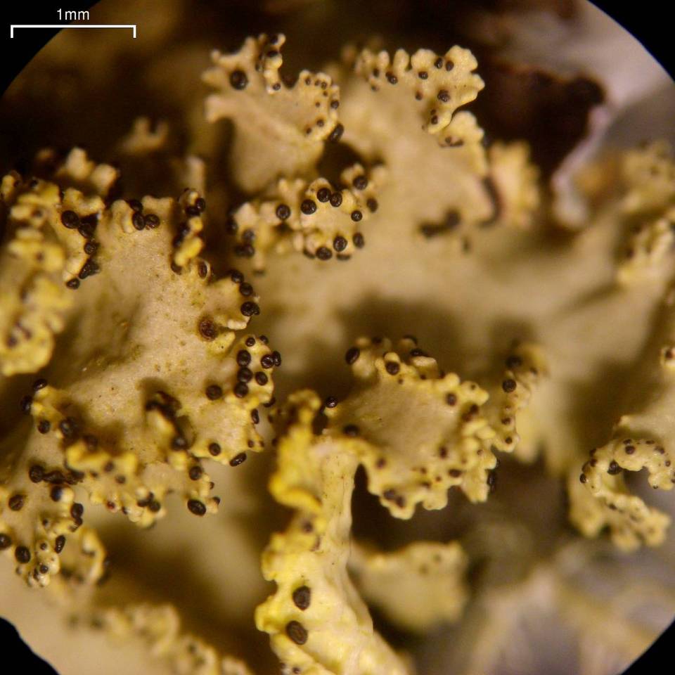 Vulpicida viridis image