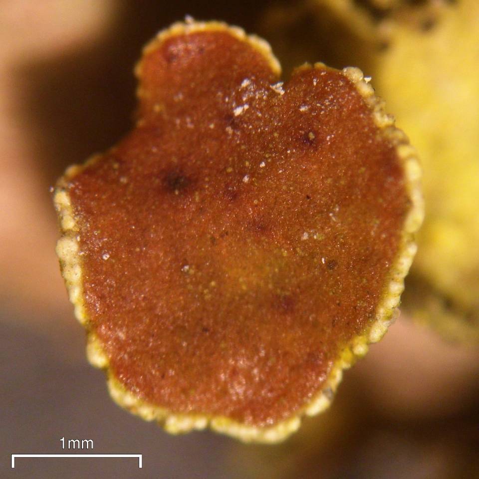 Vulpicida viridis image