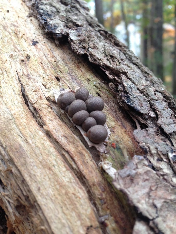 Lycogala epidendrum image