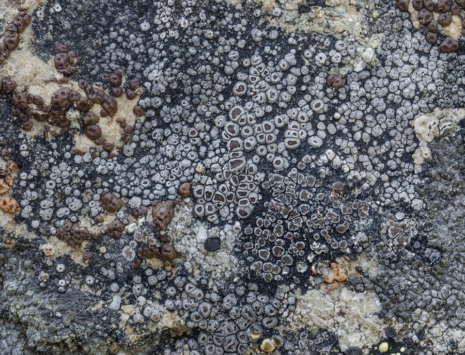 Bellemerea alpina image