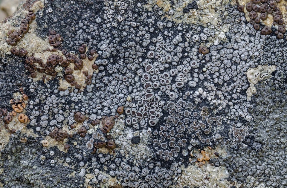 Bellemerea alpina image