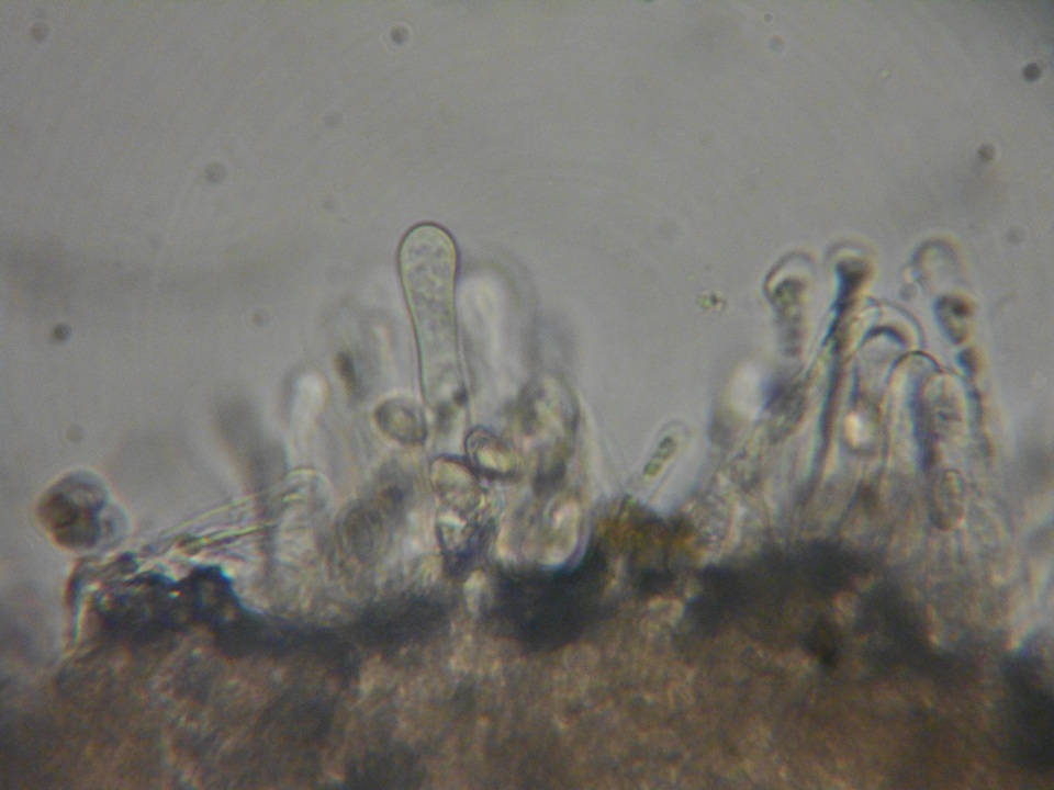 Hebeloma alpinicola image