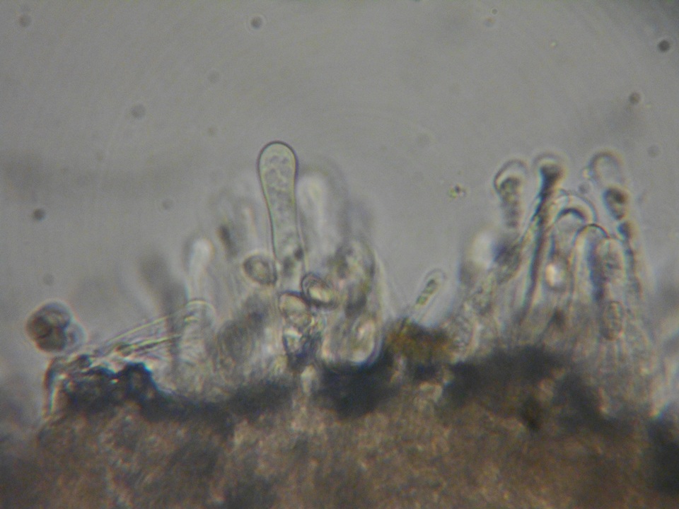 Hebeloma alpinicola image