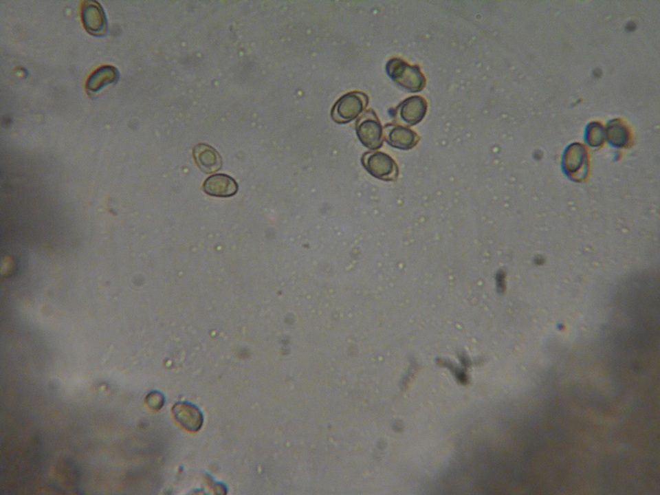 Hebeloma alpinicola image