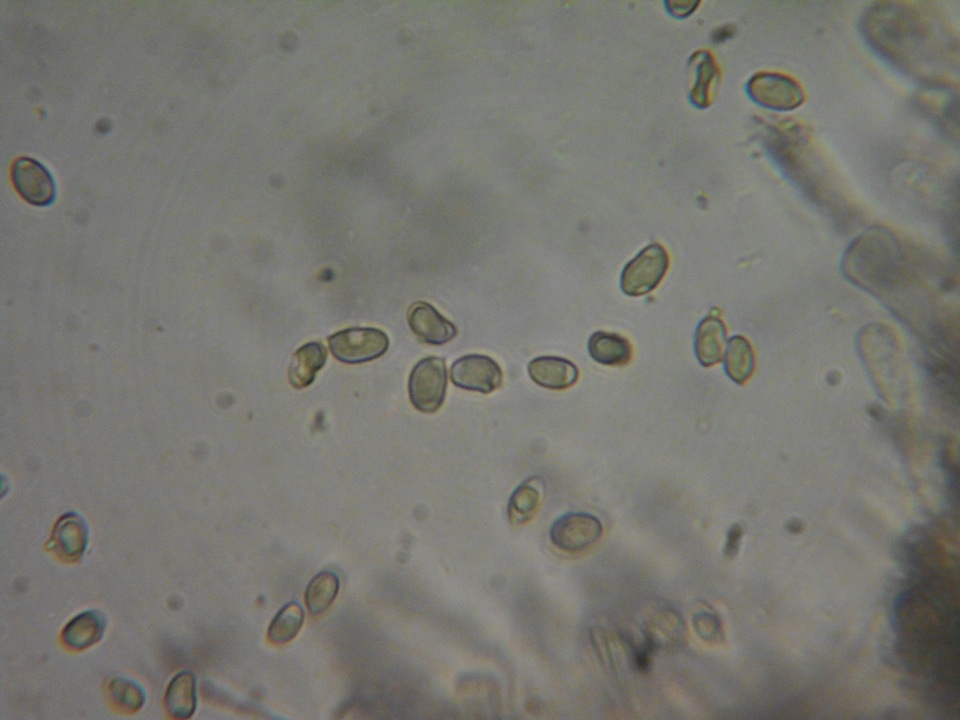 Hebeloma alpinicola image