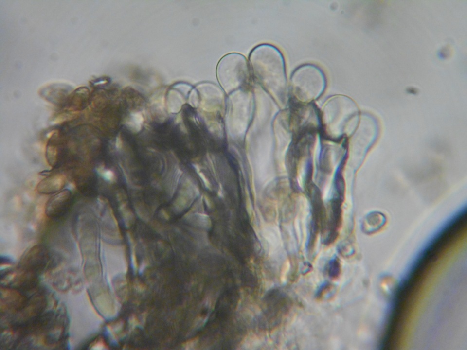 Hebeloma helodes image